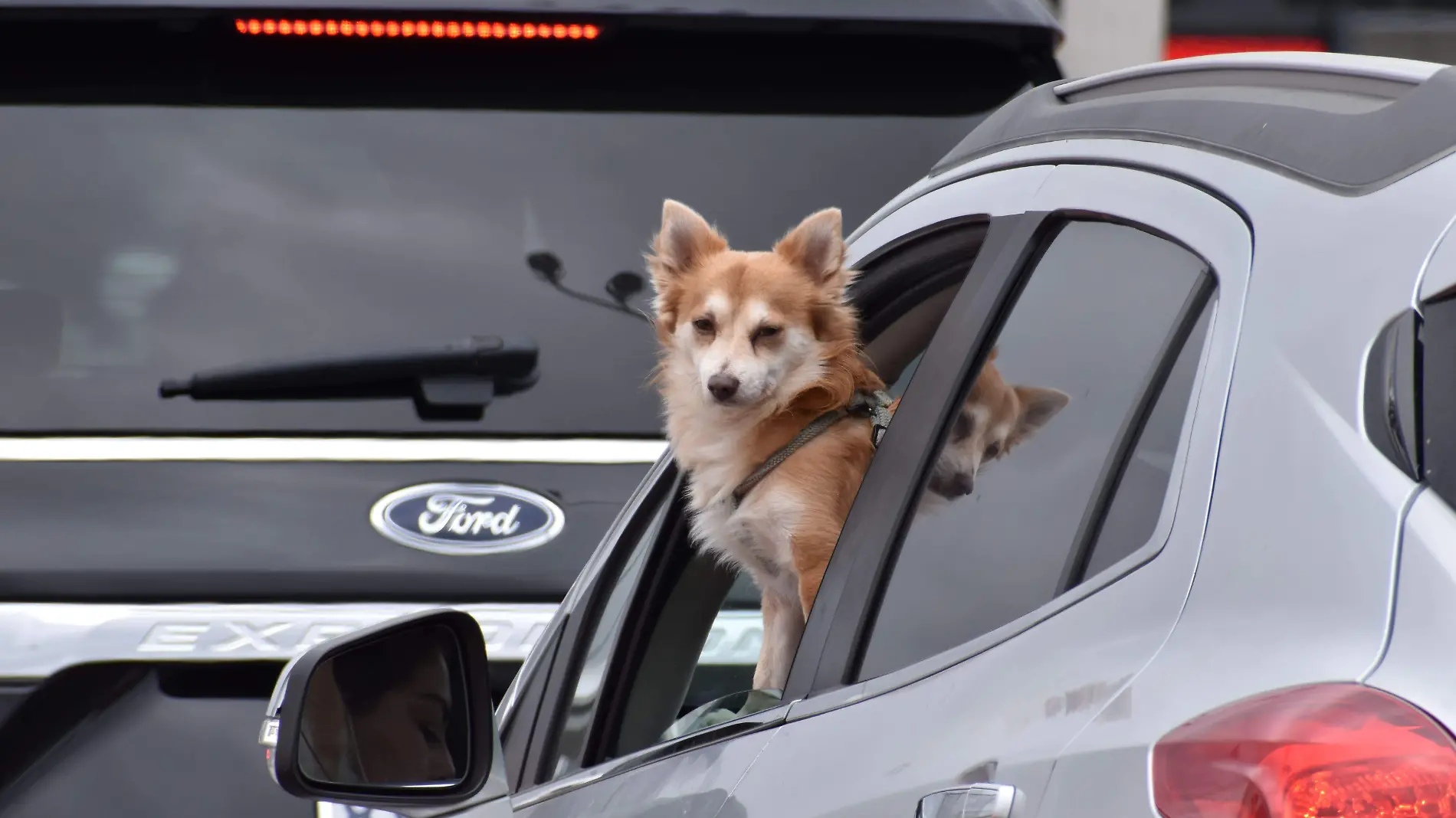 cl-perritos cruzando a estados unidos-3 (1)